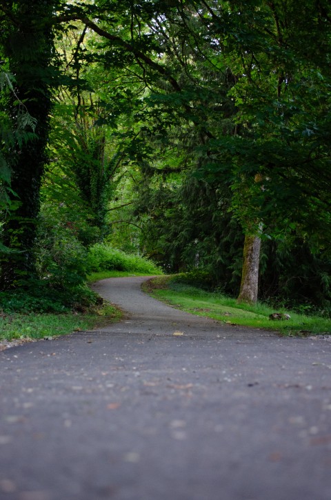 The park road. Class Activity 7. Leading Lines