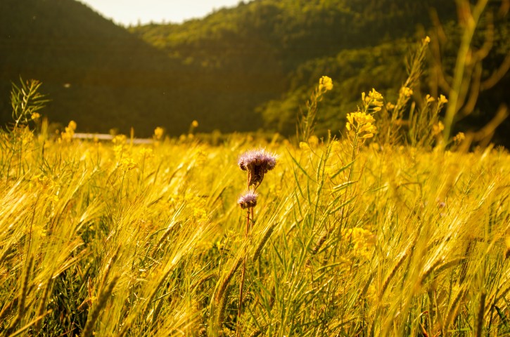 Class Activity 4. Overly orangish photos outdoors
